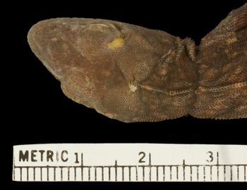 Media type: image;   Herpetology R-78935 Aspect: head dorsal